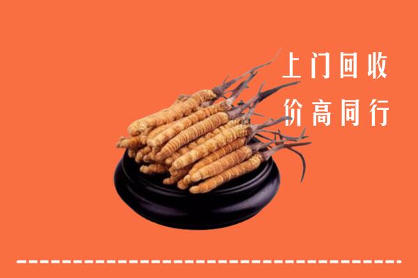 收购行情：攀枝花市冬虫夏草回收多少钱每克
